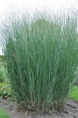 Panic en baguette Panicum virgatum 'Heavy Metal' Pot Panicum virgatum 'Heavy Metal'