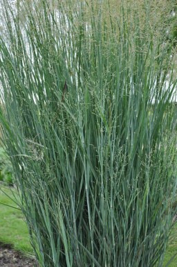 Panic en baguette Panicum virgatum 'Heavy Metal' Pot Panicum virgatum 'Heavy Metal'