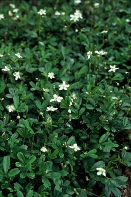 Potentille Potentilla tridentata 'Nuuk' Pot Potentilla tridentata 'Nuuk'