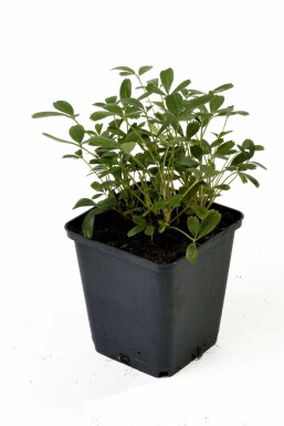 Potentille Potentilla tridentata 'Nuuk' Pot Potentilla tridentata 'Nuuk'