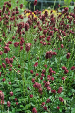Sanguisorbe officinale Sanguisorba officinalis 'Tanna' 5-10 Pot 2 l (C2) Sanguisorba officinalis 'Tanna'