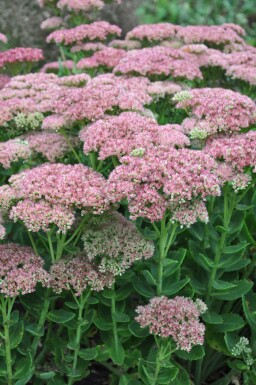 Orpin Sedum 'Herbstfreude' Pot Sedum 'Herbstfreude'