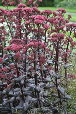Orpin Sedum 'Purple Emperor' Pot Sedum 'Purple Emperor'