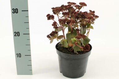 Orpin Sedum 'Purple Emperor' Pot Sedum 'Purple Emperor'
