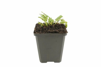 Bétoine officinale Stachys monieri 'Hummelo' Pot Stachys monieri 'Hummelo'