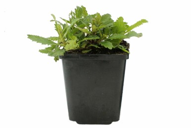 Verveine de Buenos Aires Verbena bonariensis Pot Verbena bonariensis