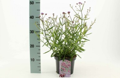 Verveine de Buenos Aires Verbena bonariensis 'Lollipop' Pot Verbena bonariensis 'Lollipop'