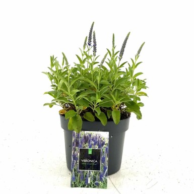 Véronique en épi Veronica spicata 'Ulster Blue Dwarf' Pot Veronica spicata 'Ulster Blue Dwarf'