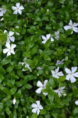 Pervenche mineure Vinca minor 'Gertrude Jekyll' Pot Vinca minor 'Gertrude Jekyll'