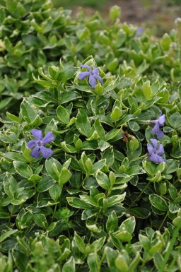 Pervenche mineure Vinca minor 'Ralph Shugert' Pot Vinca minor 'Ralph Shugert'