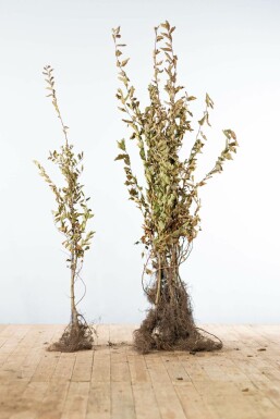 Charme Commun Carpinus Betulus 100-125 cm