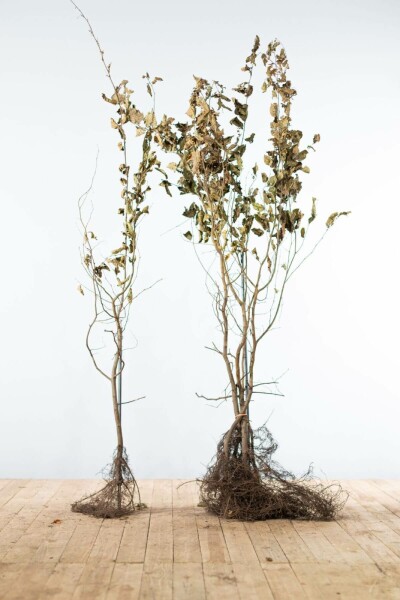 Charme Commun Carpinus Betulus 125-150 cm