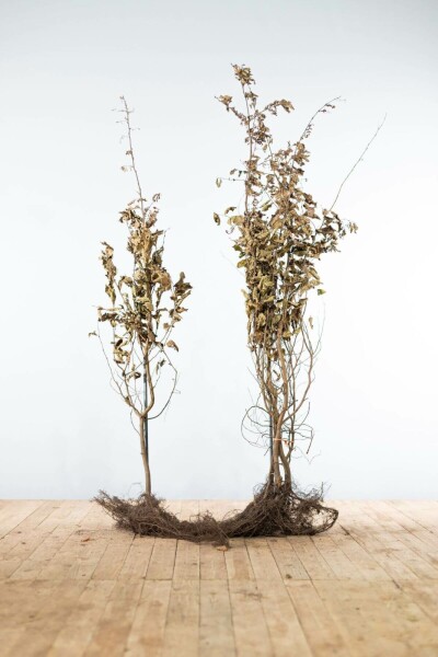 Charme Commun Carpinus Betulus 175-200 cm