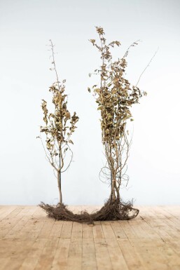 Charme Commun Carpinus Betulus 175-200 cm