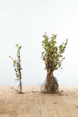 Charme Commun Carpinus Betulus 40-60 cm