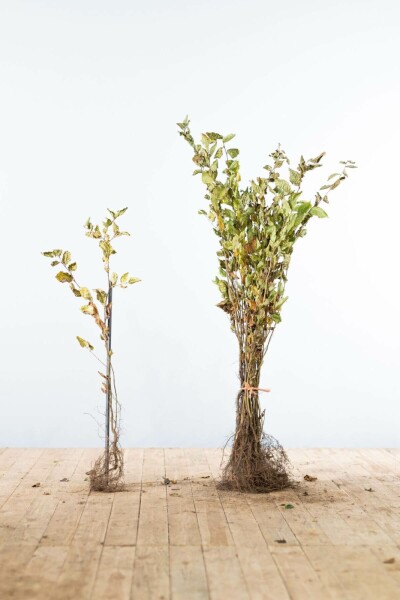 Charme Commun Carpinus Betulus 60-80 cm