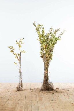 Charme Commun Carpinus Betulus 60-80 cm