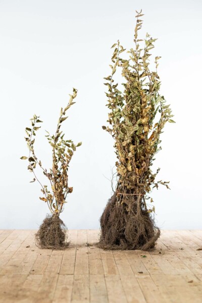 Charme Commun Carpinus Betulus 80-100 cm