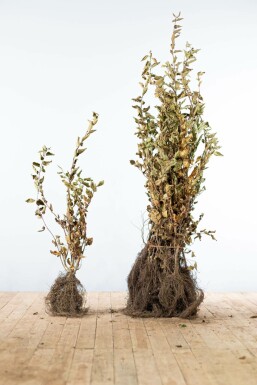 Charme Commun Carpinus Betulus 80-100 cm