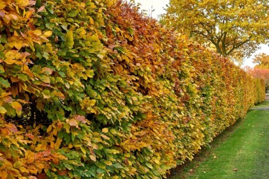 Charme Commun Carpinus Betulus 80-100 cm