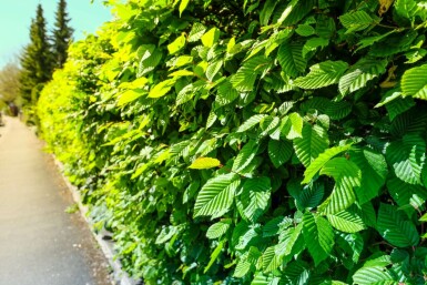 Charme Commun Carpinus Betulus 80-100 cm