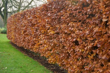 Hêtre des forêts Fagus sylvatica Haie 100-125 Racines nues