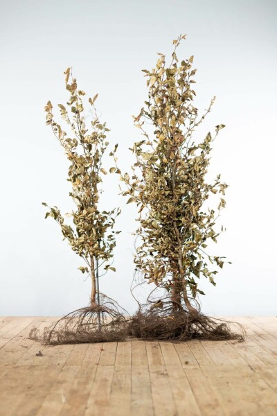 Hêtre Commun Fagus Sylvatica 175-200 cm