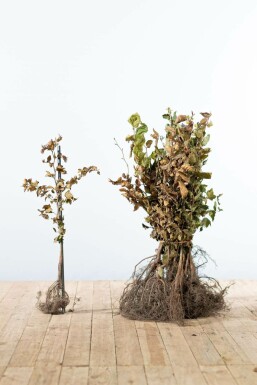 Hêtre Commun Fagus Sylvatica 40-60 cm