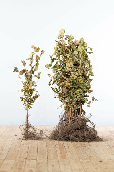 Hêtre Commun Fagus Sylvatica 60-80 cm
