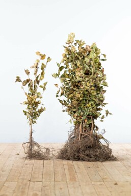 Hêtre Commun Fagus Sylvatica 60-80 cm