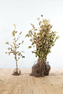 Hêtre Commun Fagus Sylvatica 80-100 cm