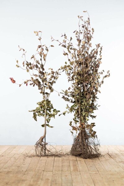 Hêtre Pourpre Fagus Sylvatica Purpurea 125-150 cm
