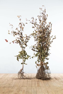 Hêtre Pourpre Fagus Sylvatica Purpurea 125-150 cm
