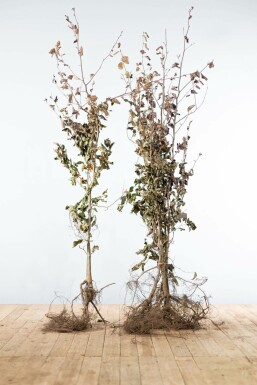 Hêtre Pourpre Fagus Sylvatica Purpurea 150-175 cm