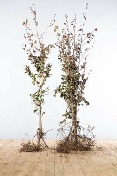 Hêtre Pourpre Fagus Sylvatica Purpurea 175-200 cm