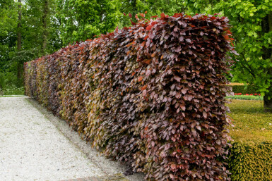 Hêtre Pourpre Fagus Sylvatica Purpurea 40-60 cm
