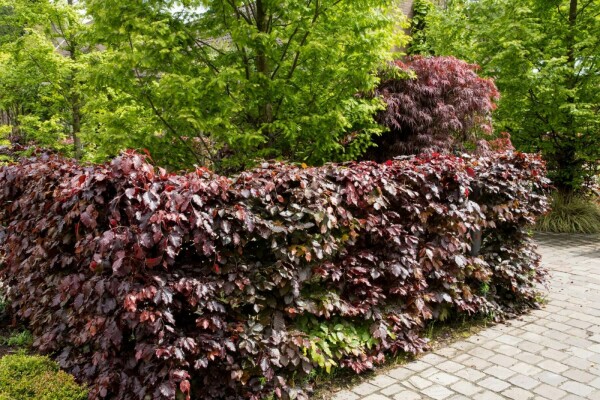 Hêtre Pourpre Fagus Sylvatica Purpurea 80-100 cm