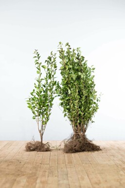 Troène de Californie / Ligustrum Ovalifolium 100-125 cm