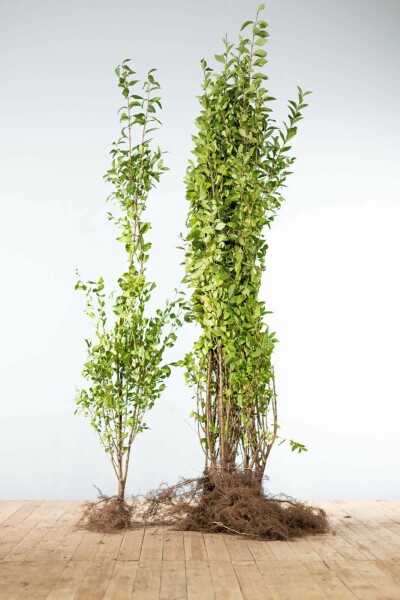 Troène de Californie / Ligustrum Ovalifolium 125-150 cm