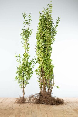 Troène de Californie / Ligustrum Ovalifolium 125-150 cm