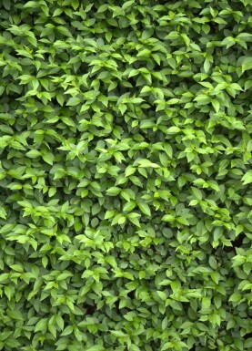 Troène de Californie / Ligustrum Ovalifolium 40-60 cm - Racines nues