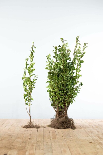 Troène de Californie / Ligustrum Ovalifolium 60-80 cm