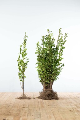 Troène de Californie / Ligustrum Ovalifolium 60-80 cm