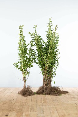 Troène de Californie / Ligustrum Ovalifolium 80-100 cm