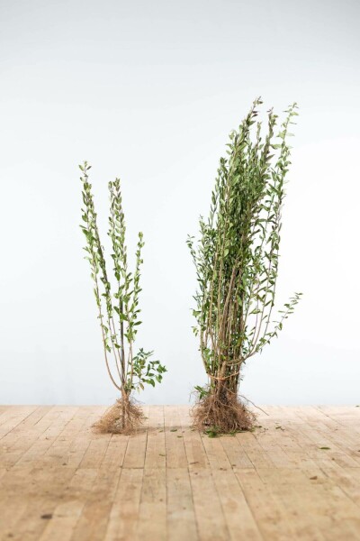 Troène / Ligustrum Vulgare Atrovirens 100-125 cm