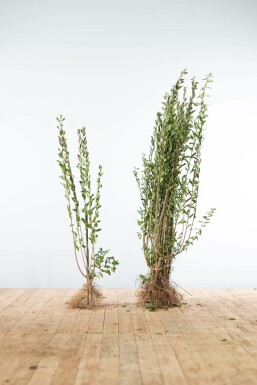 Troène / Ligustrum Vulgare Atrovirens 100-125 cm