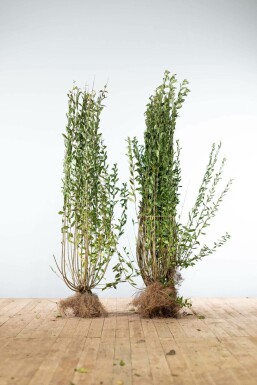 Troène / Ligustrum Vulgare Atrovirens 125-150 cm