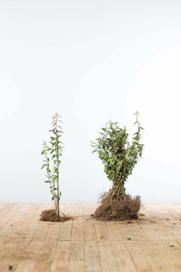 Troène / Ligustrum Vulgare Atrovirens 40-60 cm