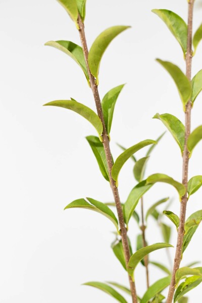 Troène / Ligustrum Vulgare Atrovirens 40-60 cm