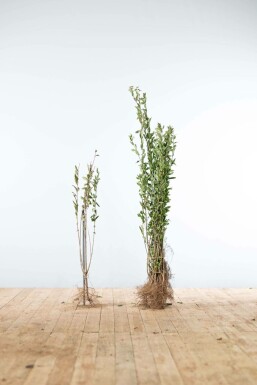 Troène / Ligustrum Vulgare Atrovirens 80-100 cm